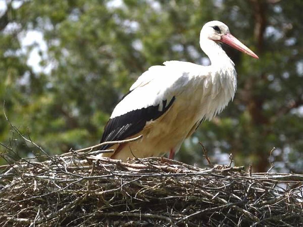 101PARC AUX OISEAUX DANS L AIN 2016 1_000061.jpg